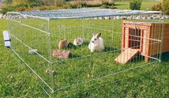 Бизнес с нуля по выращиванию кроликов